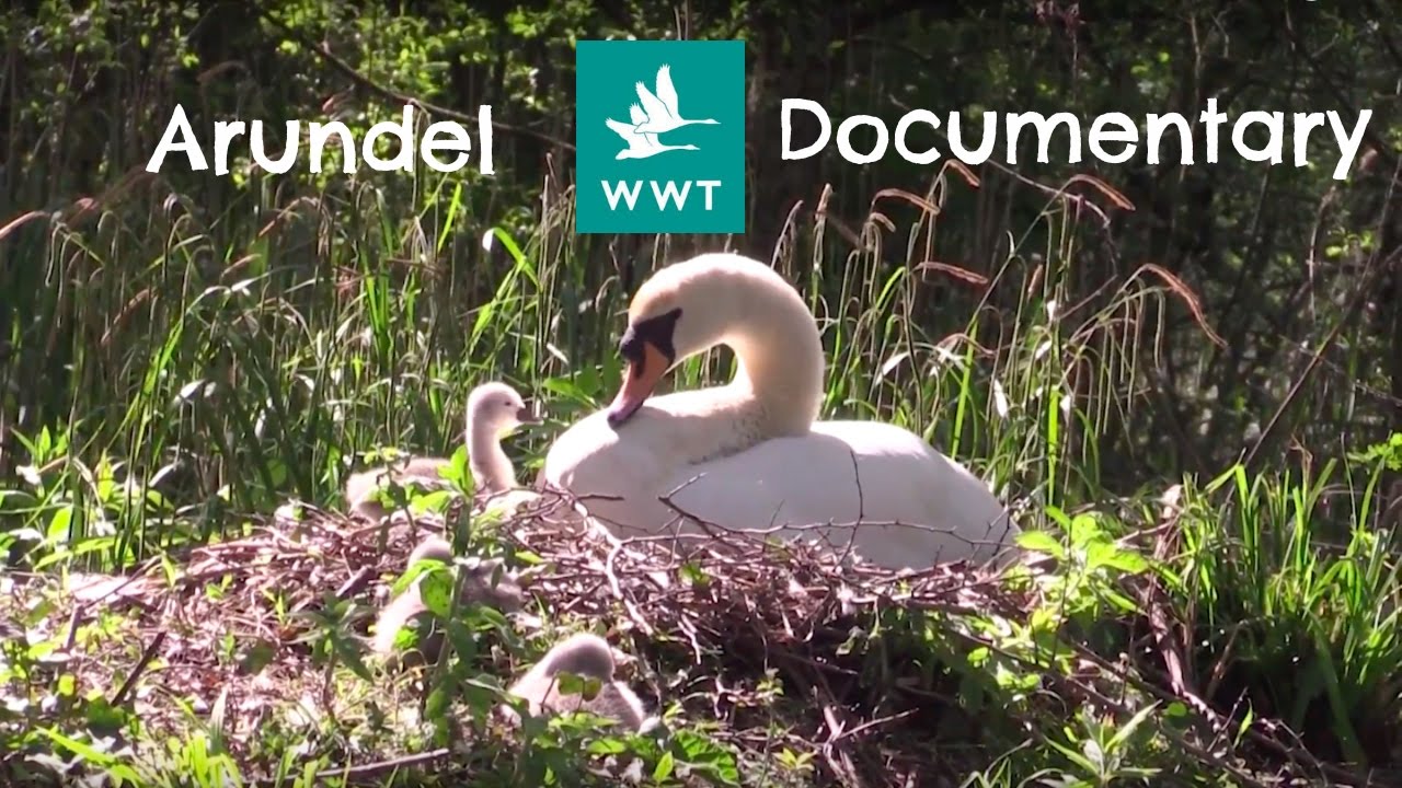 Arundel WWT - Short documentary/promotional feature