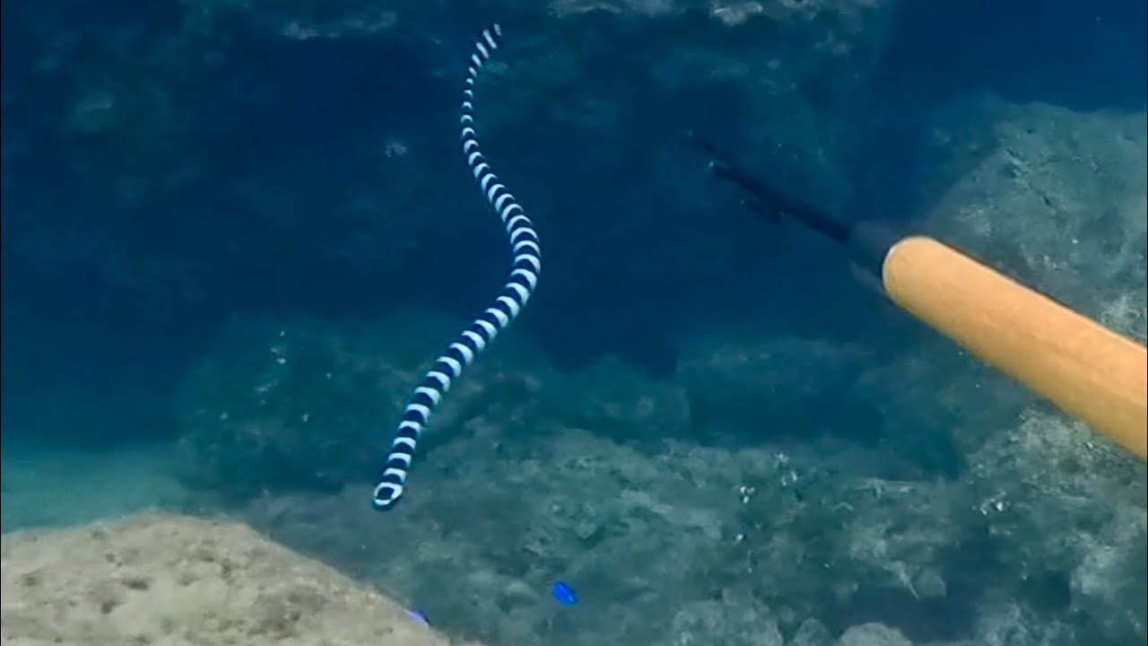 ウミヘビに襲われたwww