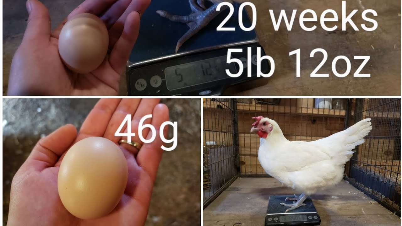 American Bresse - Egg Laying Basics - Beginner Layer