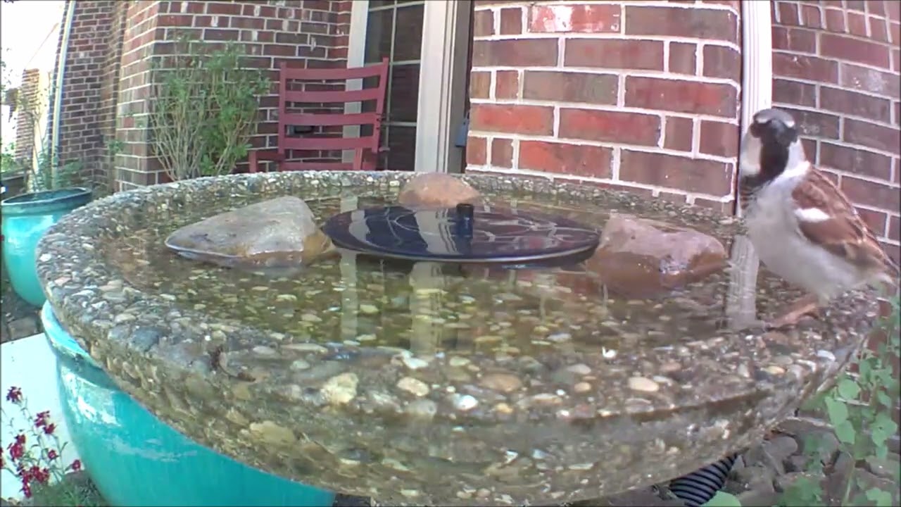 Male House Sparrow At Wild Birds Unlimited Evans Bird Bath (With Solar Fountain) - May 2022