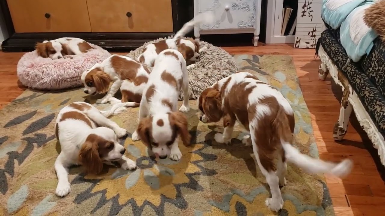 Royal Desert Cavaliers