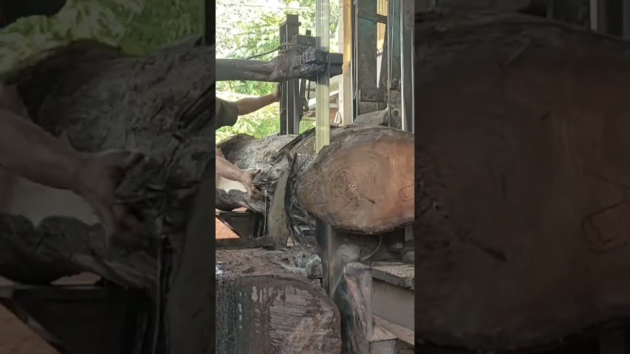 Mindi Wood from Bali 9#sawmill #wood #india #america #brazil #russia