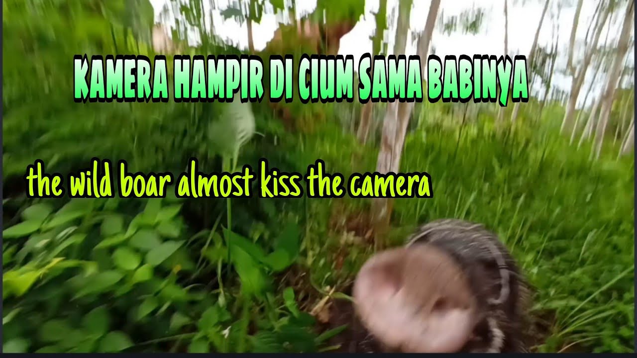 BERBURU BABi HUTAN;HAMPiR 24jam,SERU SEKALi dapat 3 point. 