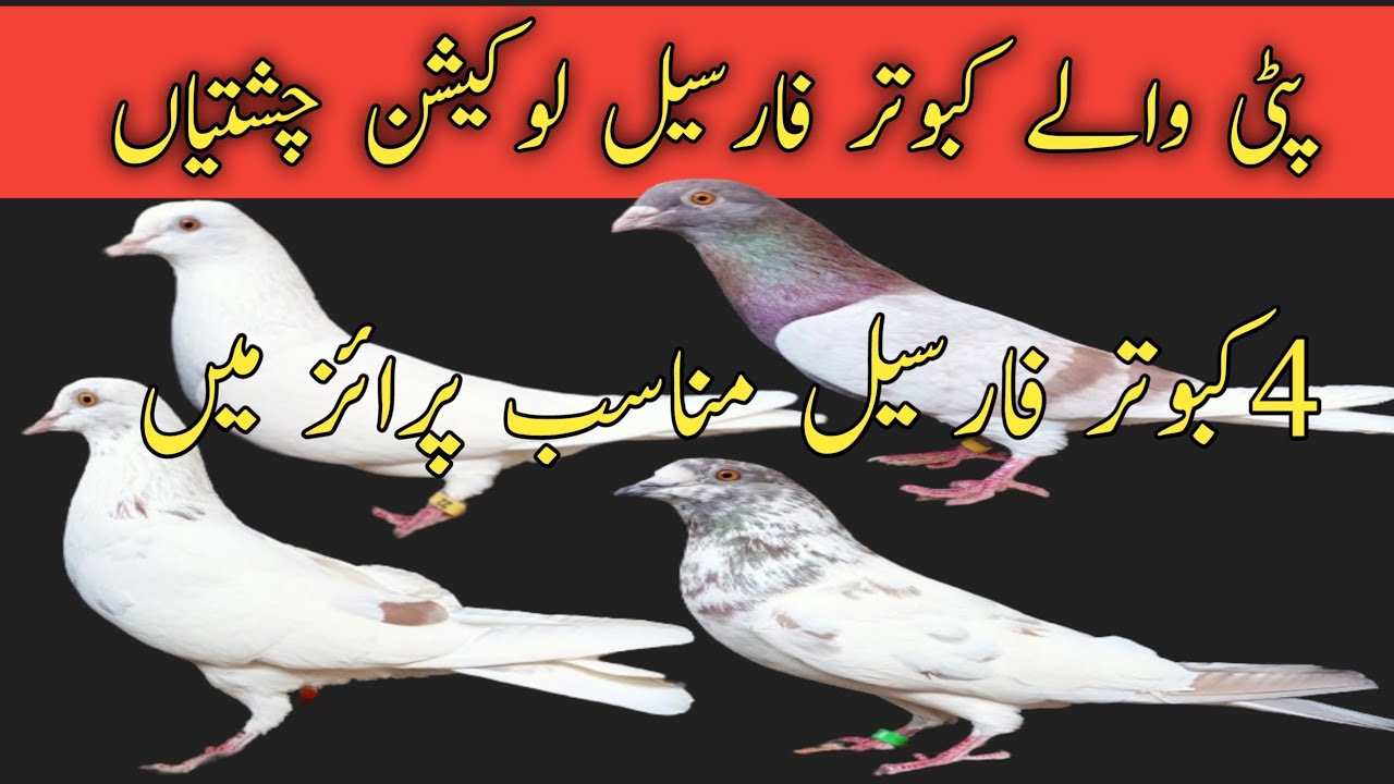 Patti wale kabutar for sale | Nadeem pigeon TV | WhatsApp 03006922452