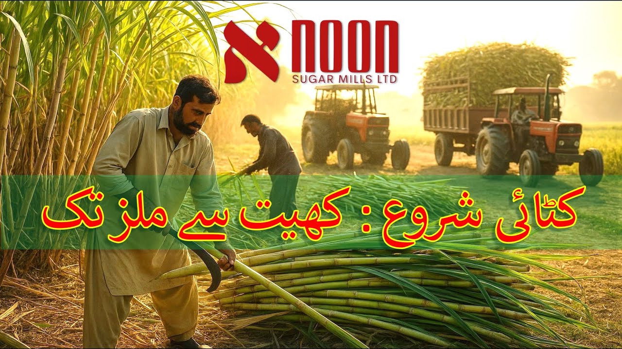 گنے کی کٹائی اور تازہ سپلائی — نون شوگر ملز کے زیر نگرانی کھیت سے شاندار مناظر