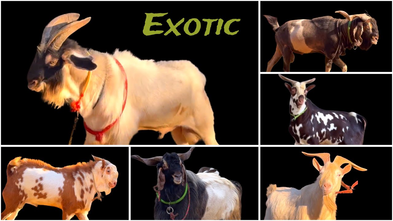 Rare Exotic Goats at Al Quresh Goat Farm Jogeshwari West | Kalpi Barbari, Saanen, Kashmiri