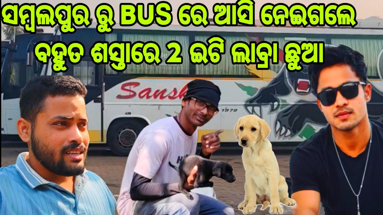ସମ୍ବଲପୁର ଓ ଜଗତସିଂହପୁର ଆସିକି ଛୁଆ ନେଇଗଲେ ଭାଇ ମାନେ 🐶😍 || CHIKU-PET-VLOGS || ODIAVLOG || DALYVLOG ||