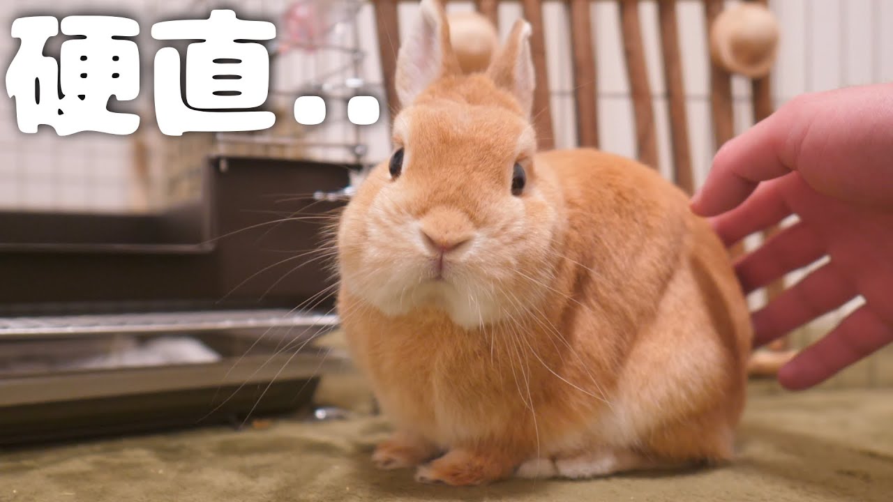突然の着信音に驚いて硬直してしまったウサギがこちら【No.366】