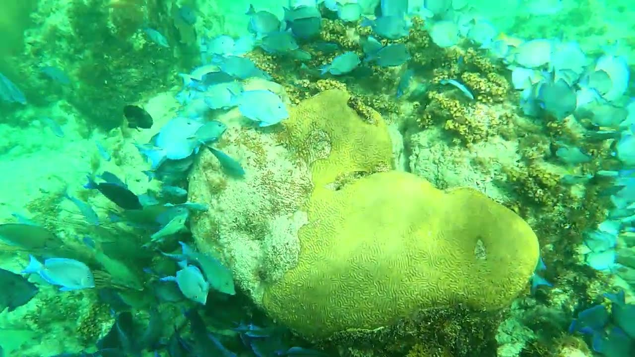 Horde de poissons bleus aux &icirc;les vierges 2023