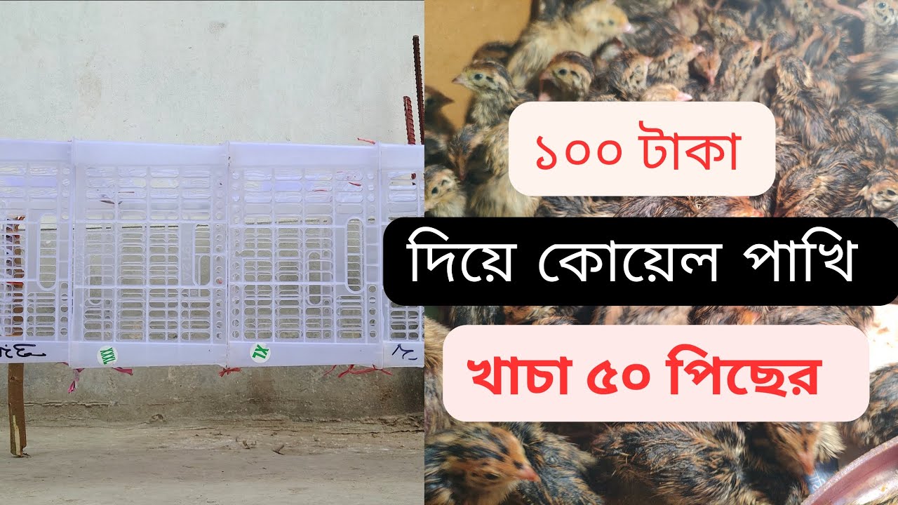 ৫০ পিস কোয়েল পাখির জন্য ১০০ টাকা দিয়ে খুব সহজে খাঁচা তৈরি করে ফেলুন   Make a cage for 50 pieces of