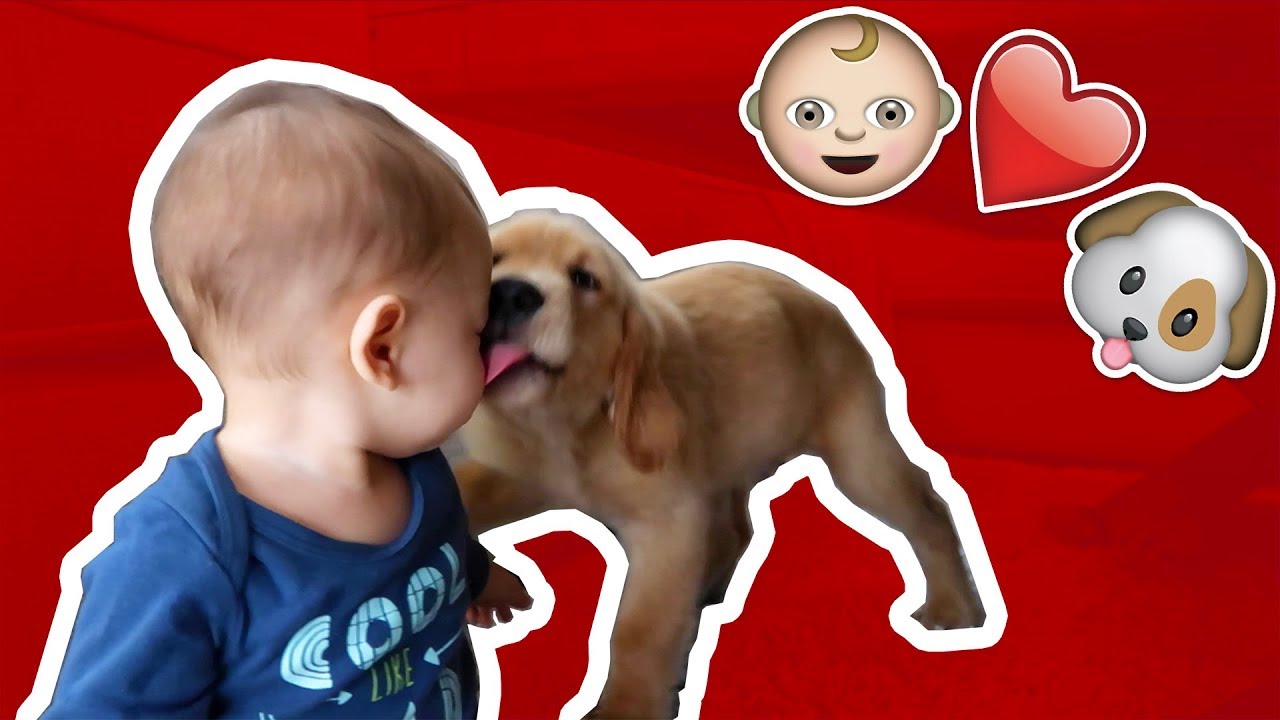 Dog Attacks Baby! (definitely clickbait!)