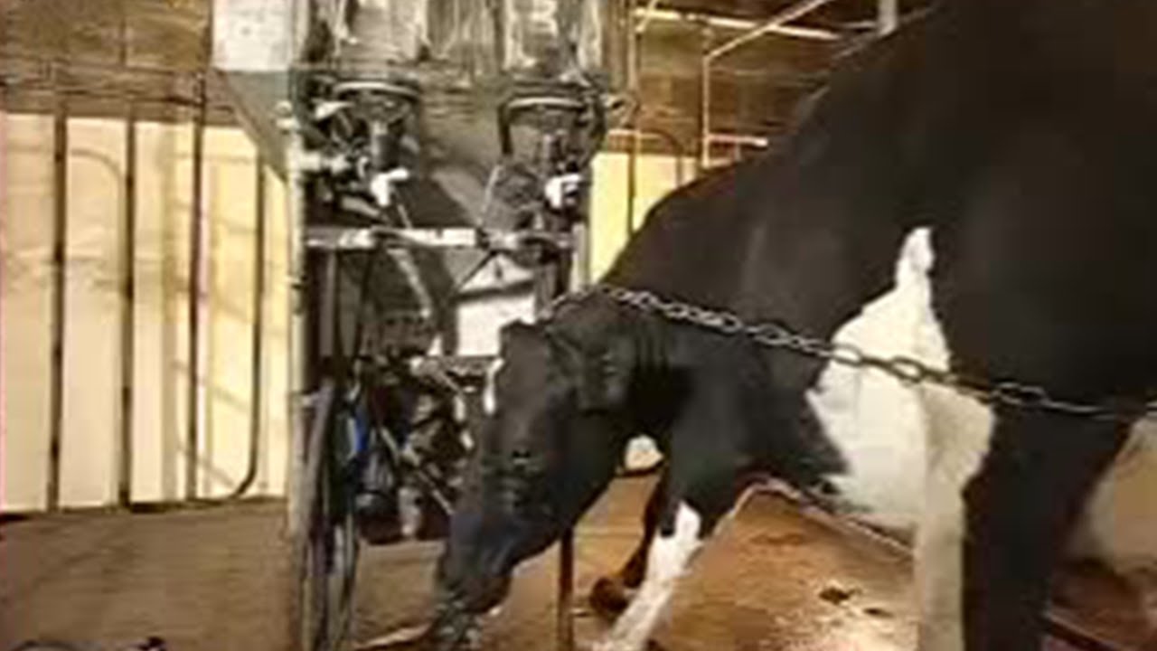 Clever Cow Steals Food | Clever Critters | BBC Studios