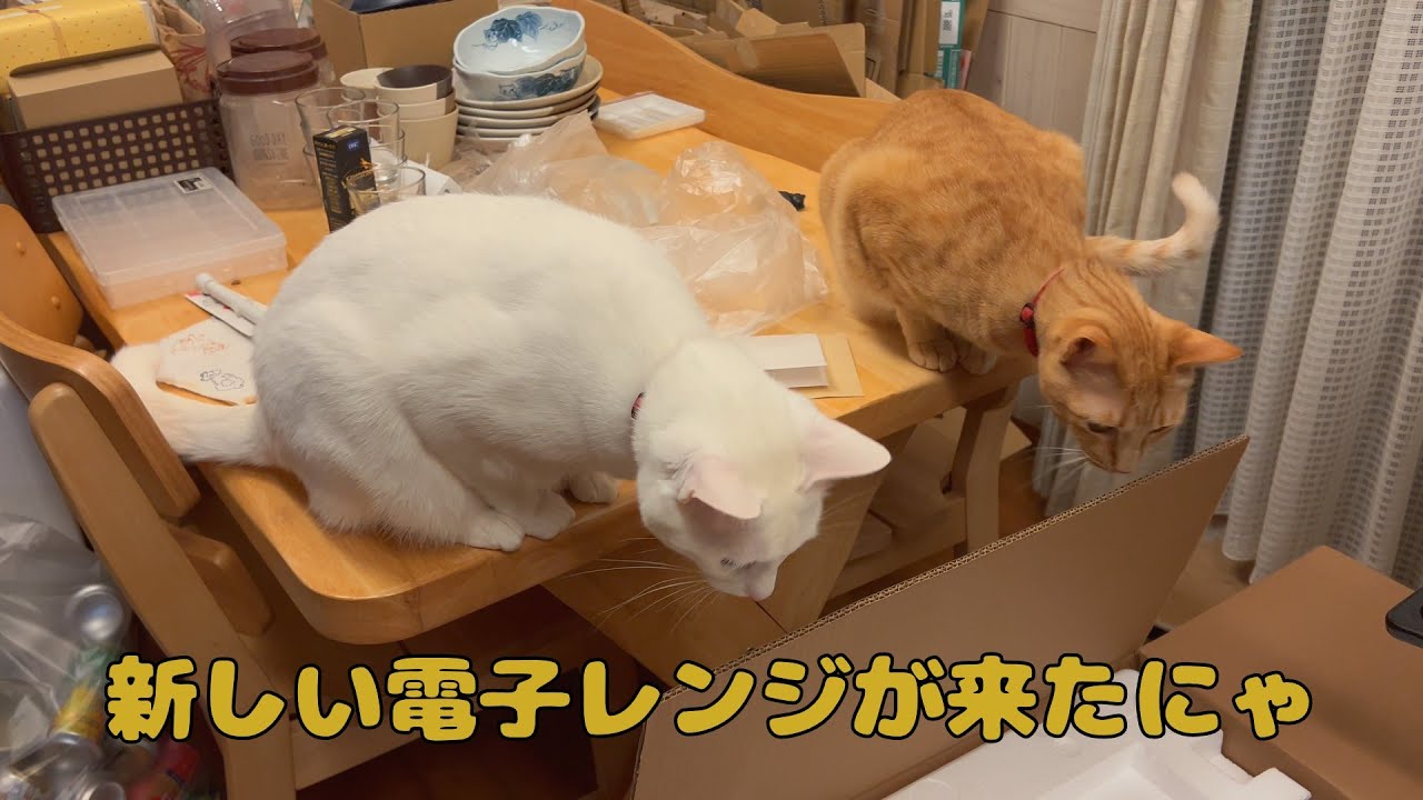 【保護猫】🐈new電子レンジ購入したらこうなったにゃ🐈の巻【にゃんこ日和】【rescued cat】