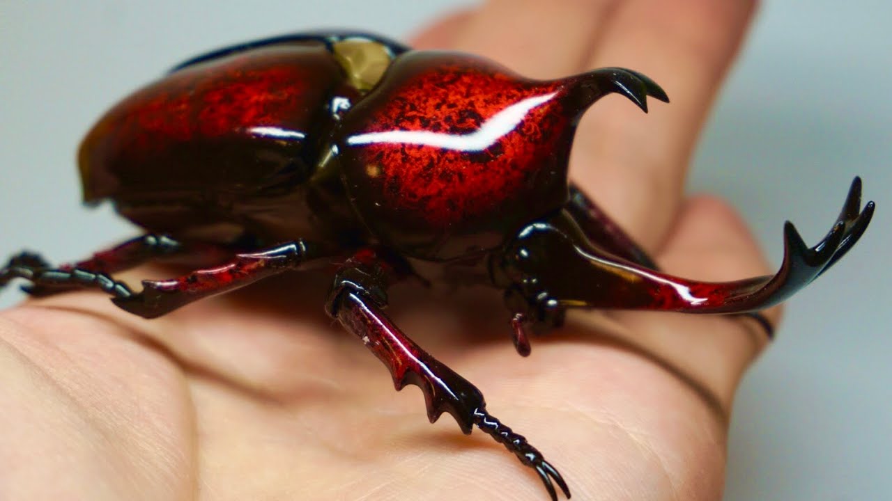 綺麗なカブトムシを作ろう！　フジミ模型　カブトムシ　プラモデル　キャンディ塗装　ラップ塗装