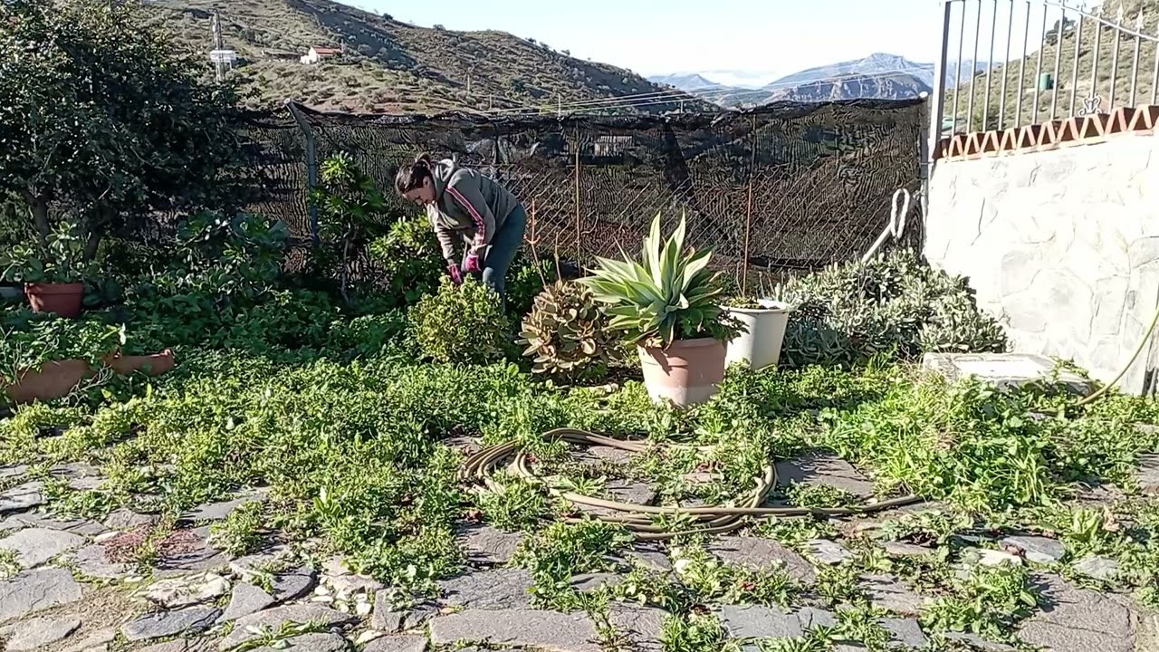 Limpieza jardin