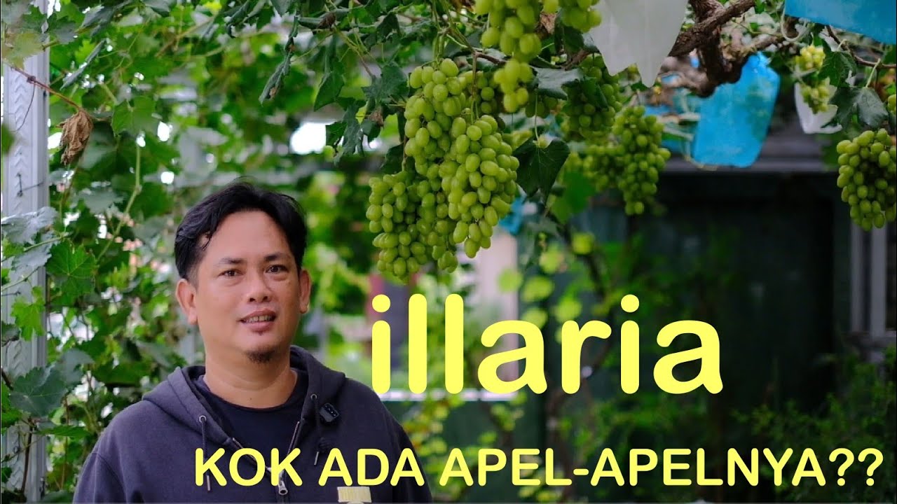 ILLARIA.. ANGGUR PAKET KOMPLIT‼️GEDE,MANIS PLUS BONUS TASTE APEL DI SETIAP GIGITAN‼️