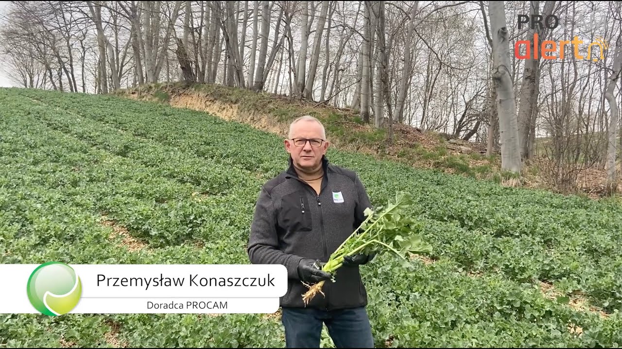 PROCAM Alert - rzepak LG Absolut z Lubelszczyzny.