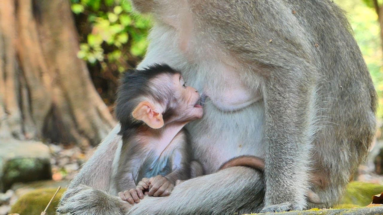 Tiny cute Jolan fast to drink milk mommy but Looks so scared when close milk bar mommy.