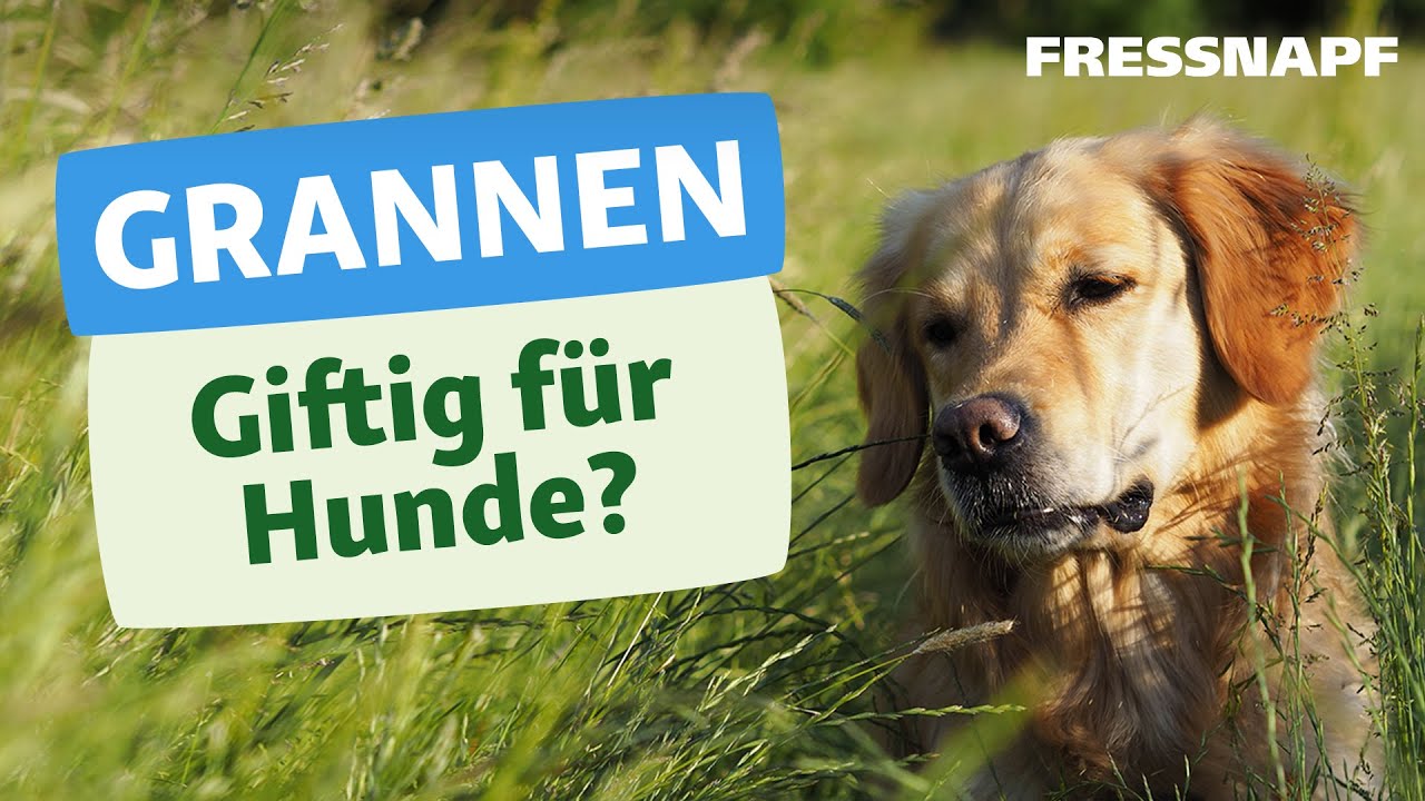 Grannen und Hunde: Das solltest du wissen