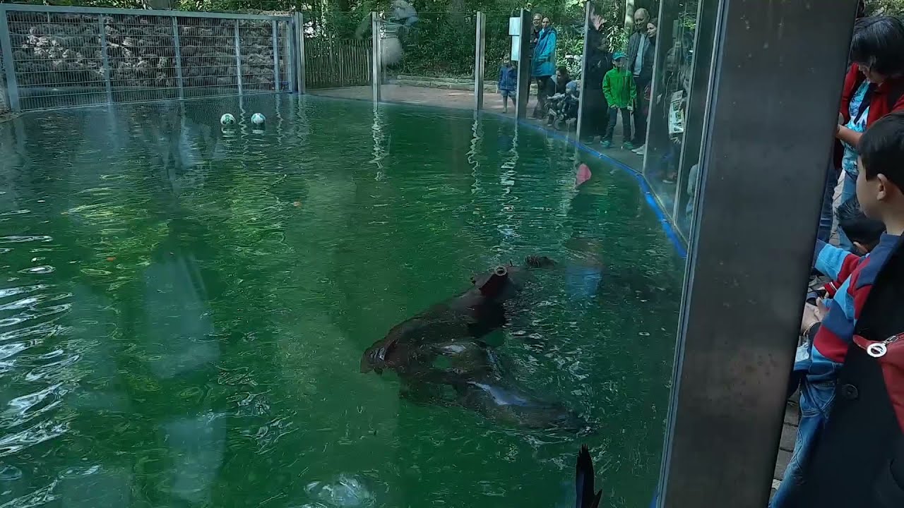 ZOO Dortmund. Зоопарк в городе Дортмунд.