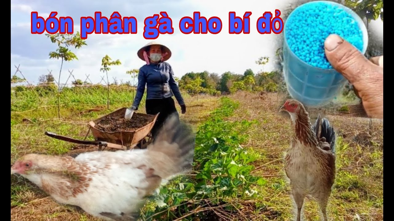 Tới ngày bón phân gà và phân hữu cơ cho dây bí đỏ