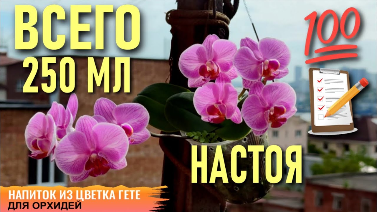 КАЛАНХОЭ ЖИВОРОДЯЩЕЕ ДЛЯ ОРХИДЕЙ! 250 МЛ, ЧТОБЫ ВЫМАНИТЬ УЙМУ КОРНЕЙ, ЛИСТЬЯ И ЦВЕТОНОСЫ! РЕЗУЛЬТАТ👍