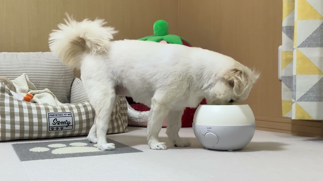 久しぶりに加湿器出したら、愛犬が水飲み場と間違えた笑