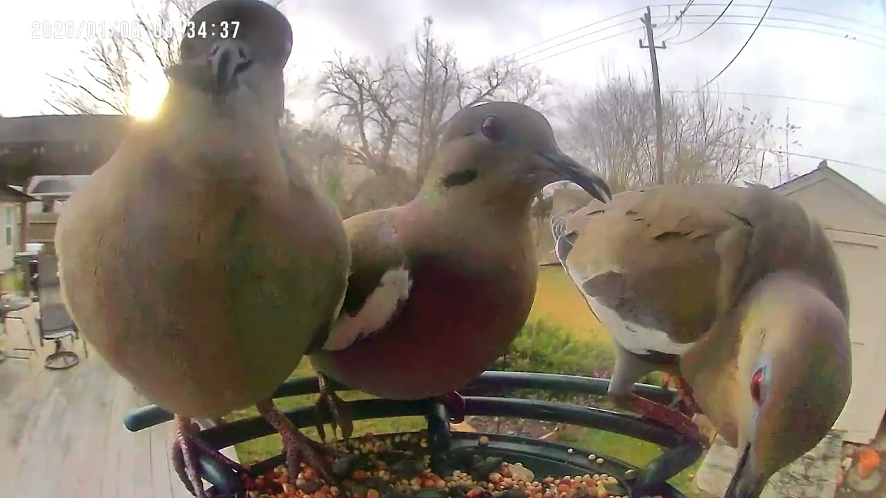White-winged Doves 1/8/2026