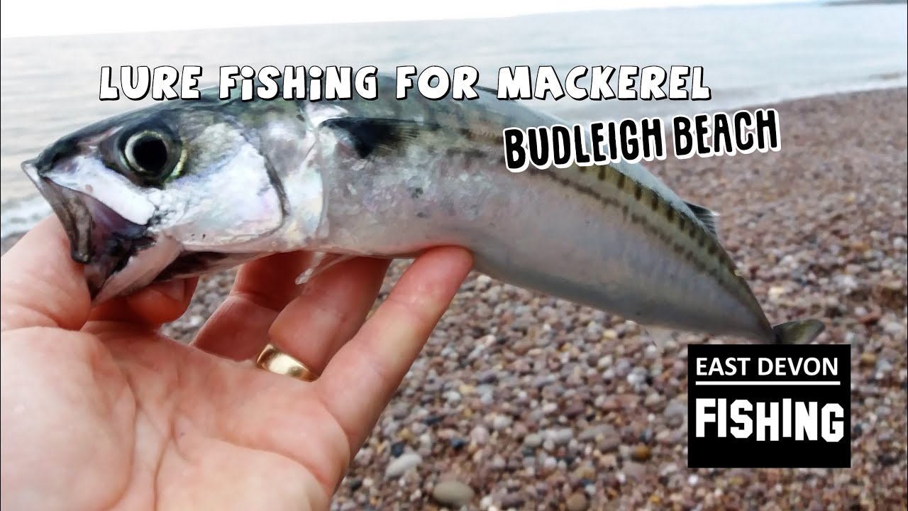 Lure fishing at Budleigh beach
