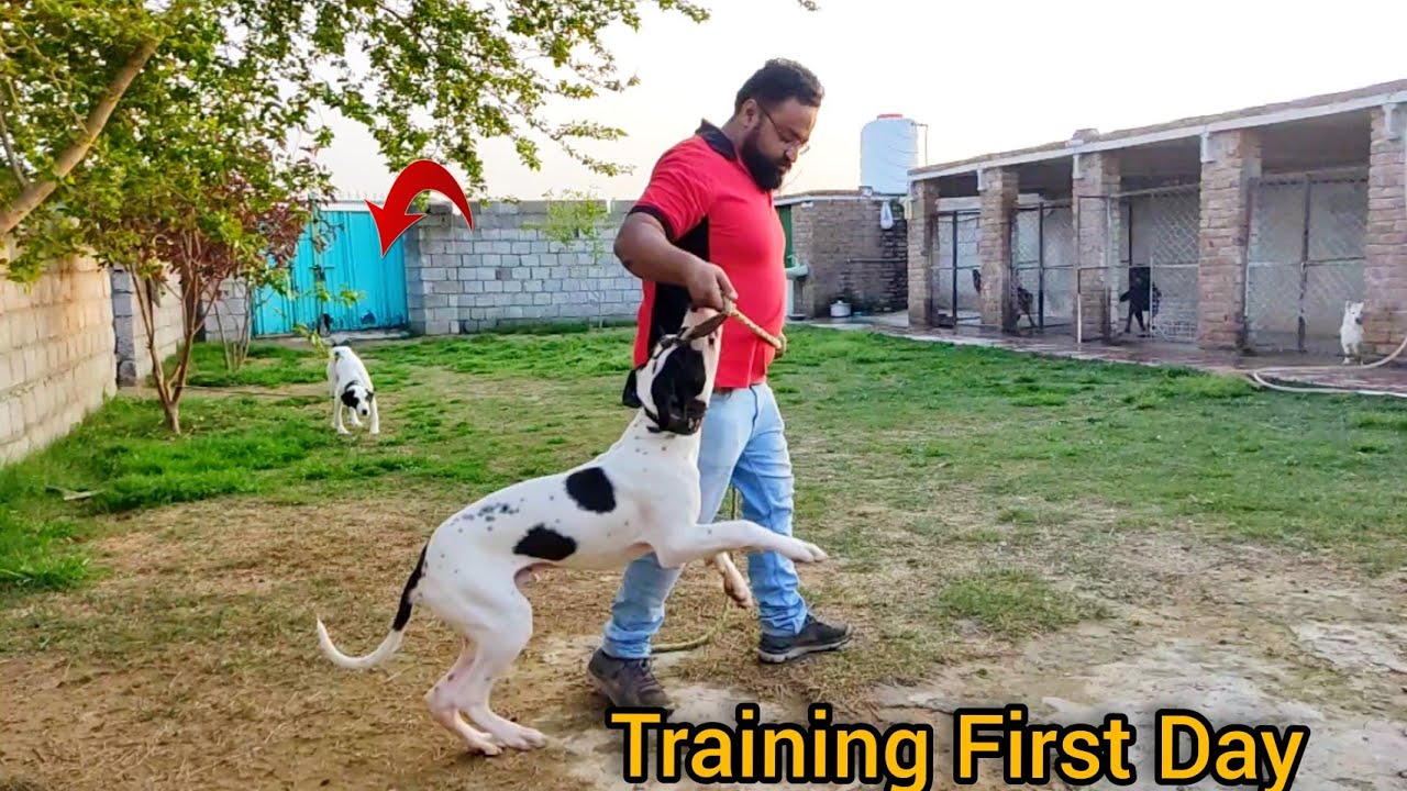 Pakistani Bully  obedience training First Day)How To train Pakistani bully puppies