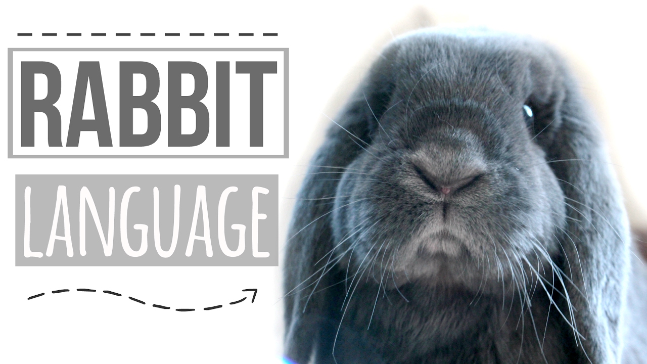 Rabbit Language