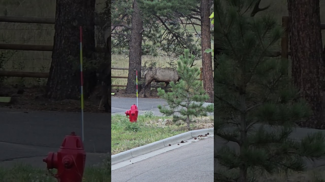 Estes Park Elk