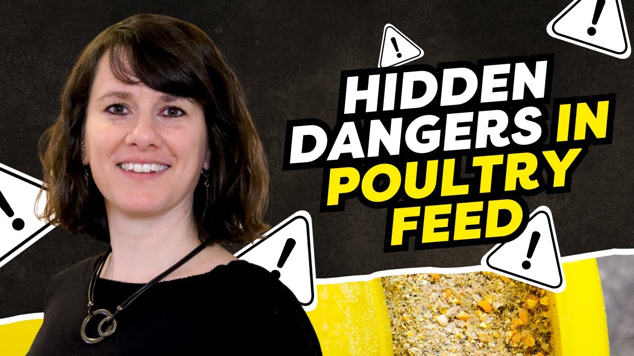 Marie Gallissot: Mycotoxin Risks in Poultry