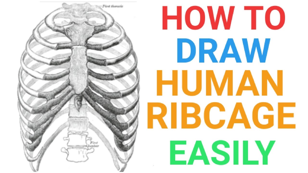 How to draw Human ribcage easily | For exams | Human ribs | Skeleton system | Bones | Ncert |