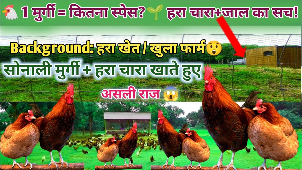 “फ्री रेंज सोनाली मुर्गी फार्मिंग 💥 | कितना स्पेस चाहिए? जाल कैसे लगाएं? हरा चारा कितना? पूरा सच”