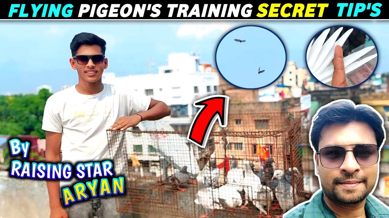 Pigeon Flying Training Tips By Aryan Ali | Baby Pigeon Setting Secret Tip's 👍