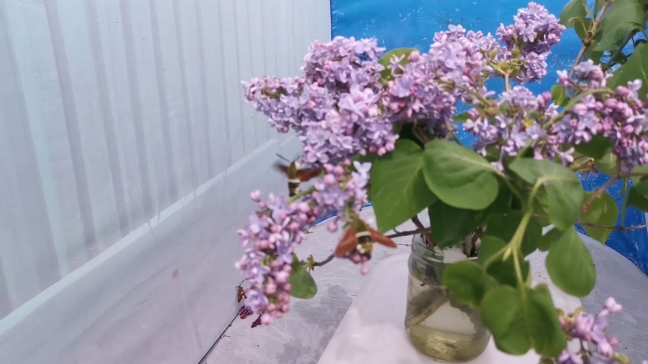 Hemaris rubra in captivity