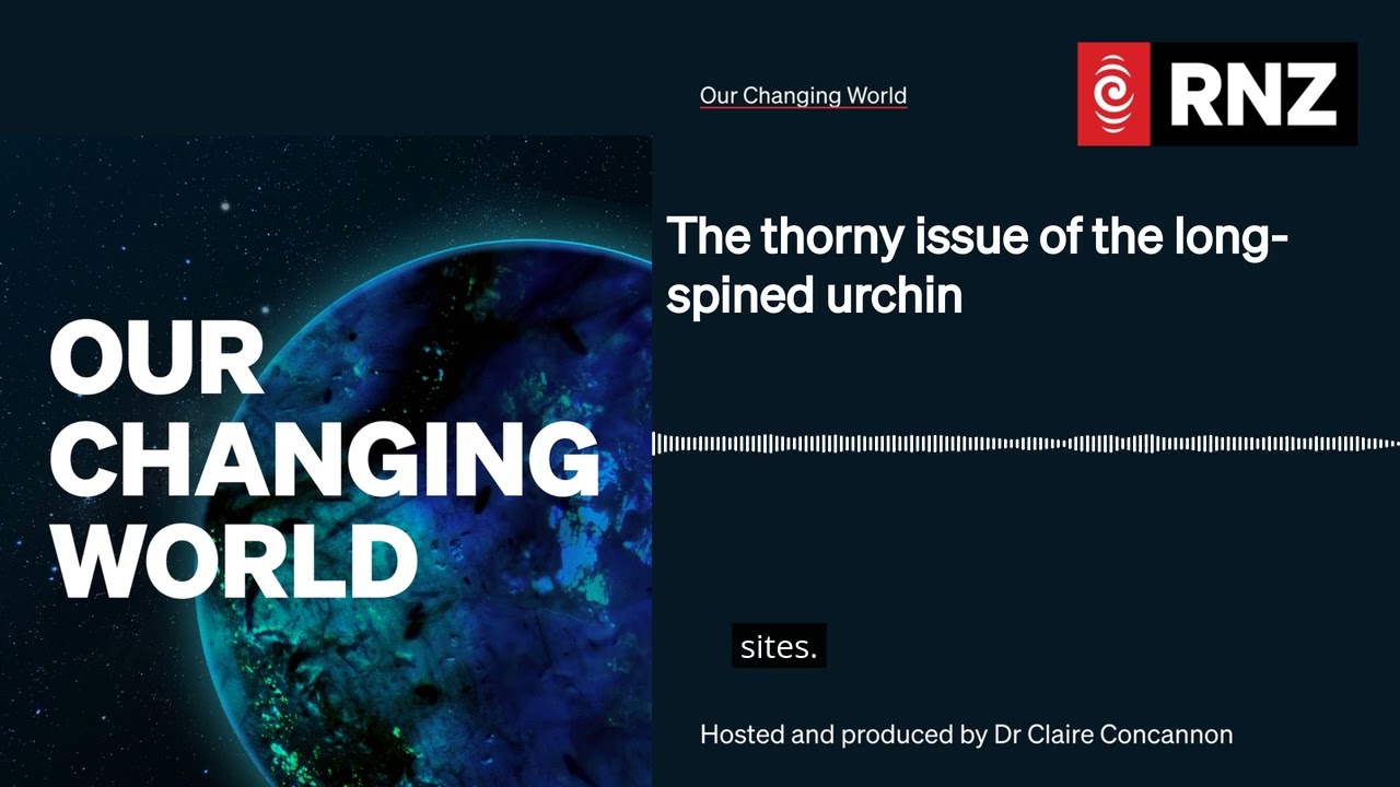 The thorny issue of the long-spined urchin | Our Changing World