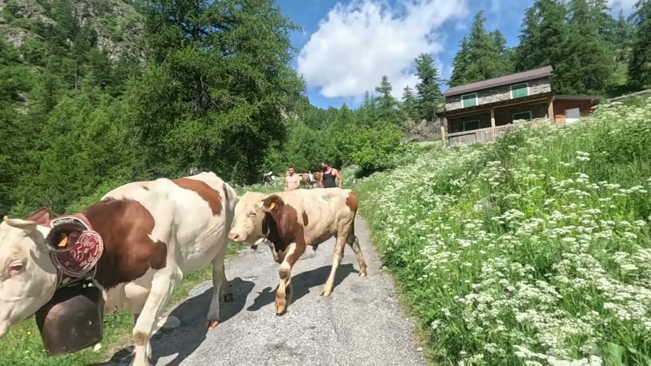 Sospel Casterino Col de Tende La Bonette 06 06 2025