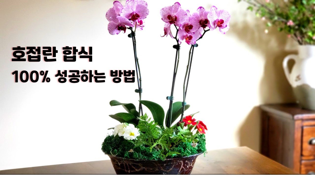 호접란 다른 식물과  합식하는 법.  100% 성공하는 합식법