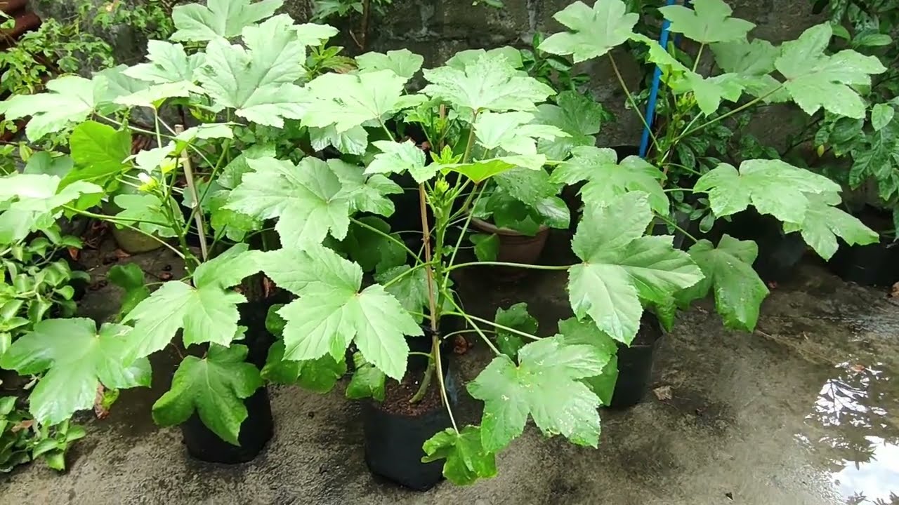 Okra Seedlings in Container Transplanting, Fertilizing at harvesting Tips