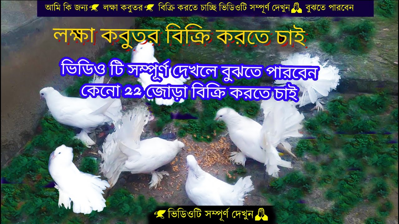 আমি  কেন হঠাৎ করে  লক্ষা কবুতর সব গুল  বিক্রি করে দিচ্ছি 2025 Why am I suddenly selling all #birds