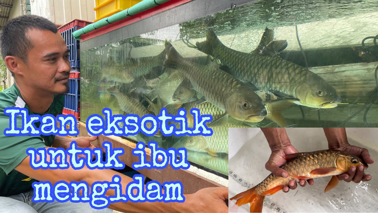 Kelah merah & tengas Terengganu paling diminati dan harga tinggi