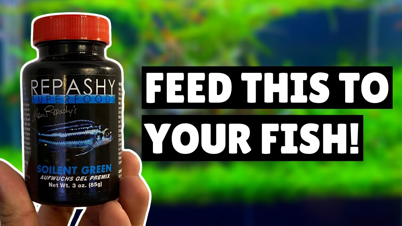 Repashy Soilent Green - Why you should feed this to your fish!