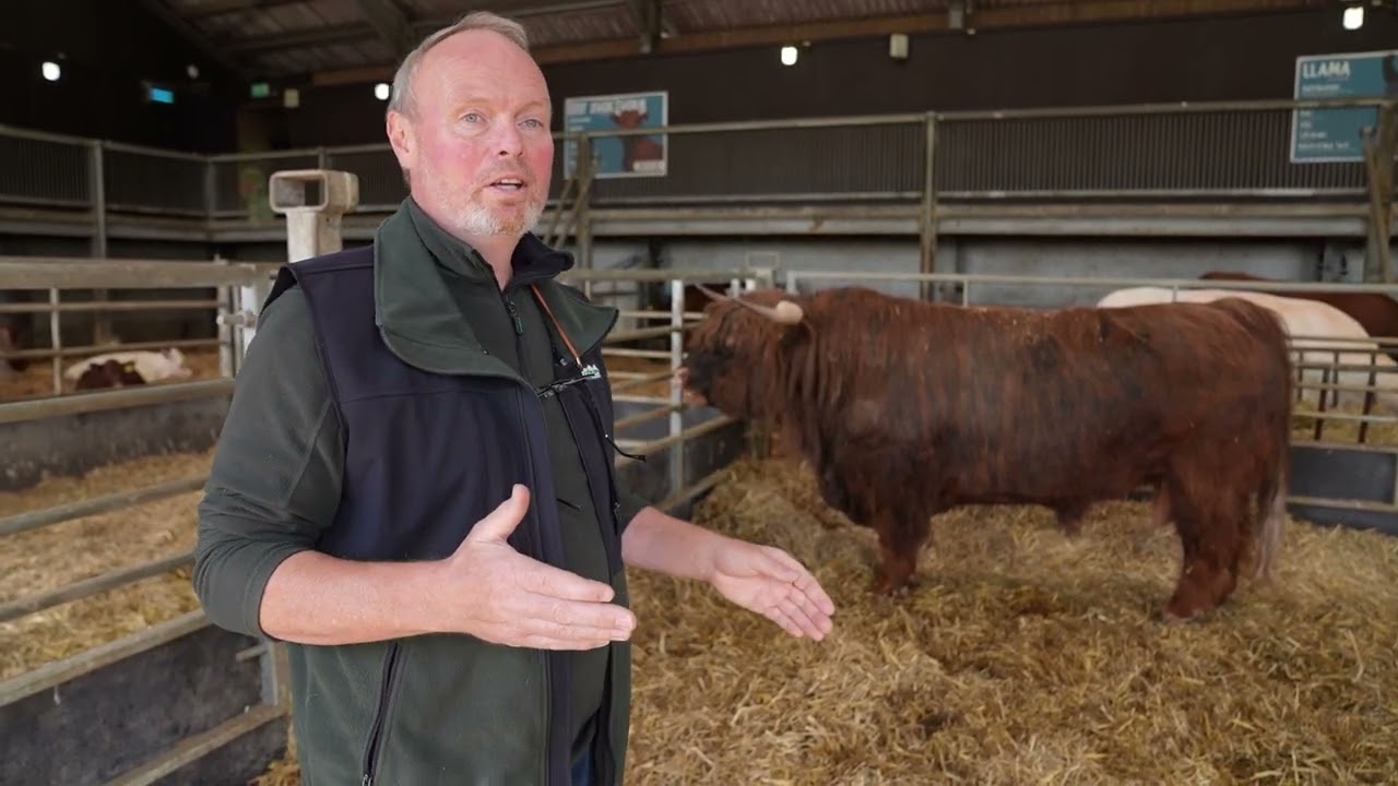 Getting Murphy Show Ready - Improving Highland Cow Condition!