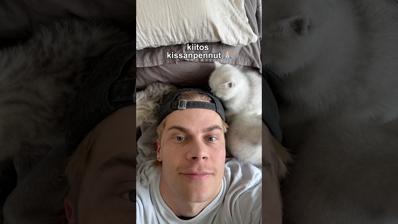 Hyv&auml;sti kissanpennut 😭