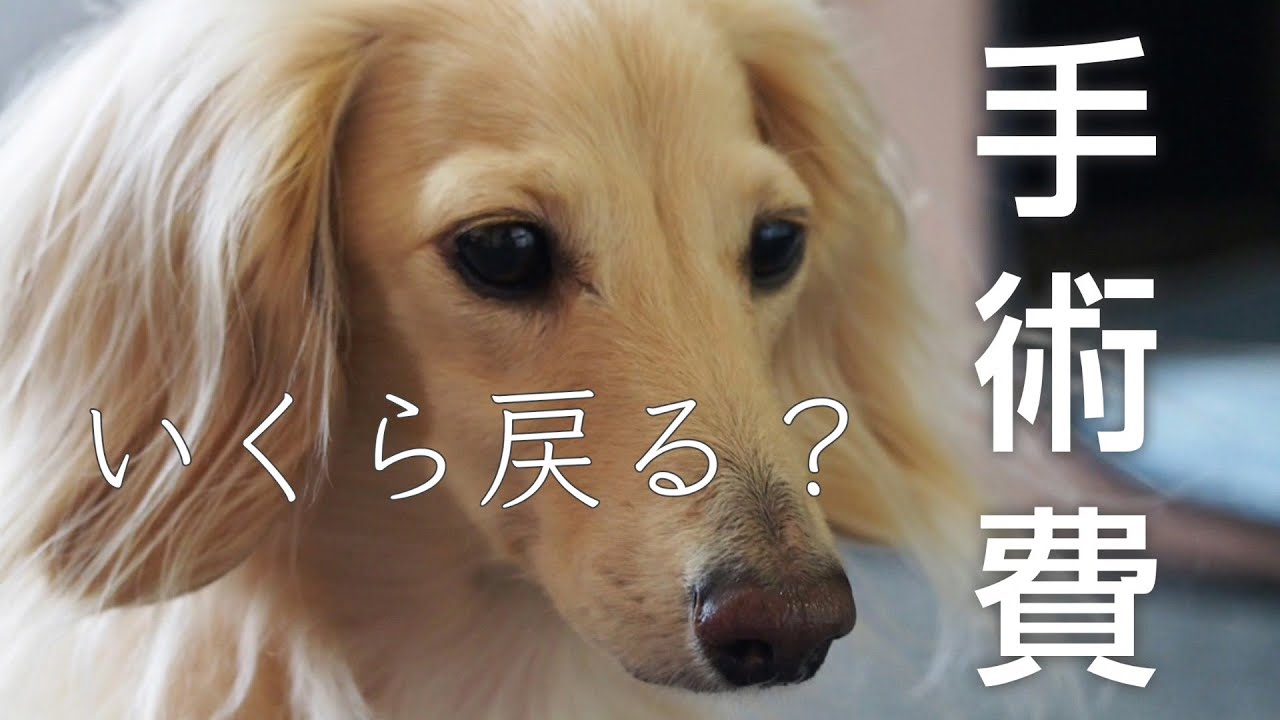【アニコムペット保険】治療費いくら戻ってくる？愛犬の抜歯手術費用公開【カニンヘンダックスのんの】