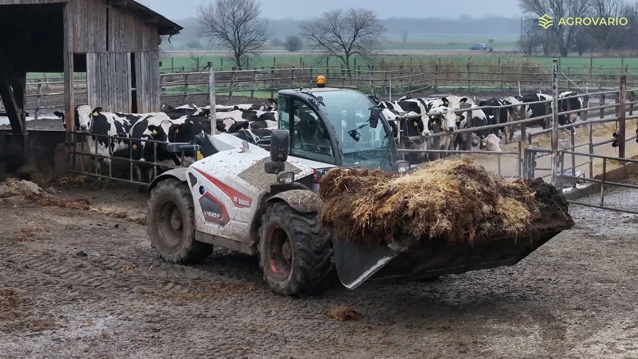Bobcat gépek egy szarvasmarha telepen - laikus kérdések, őszinte válaszok