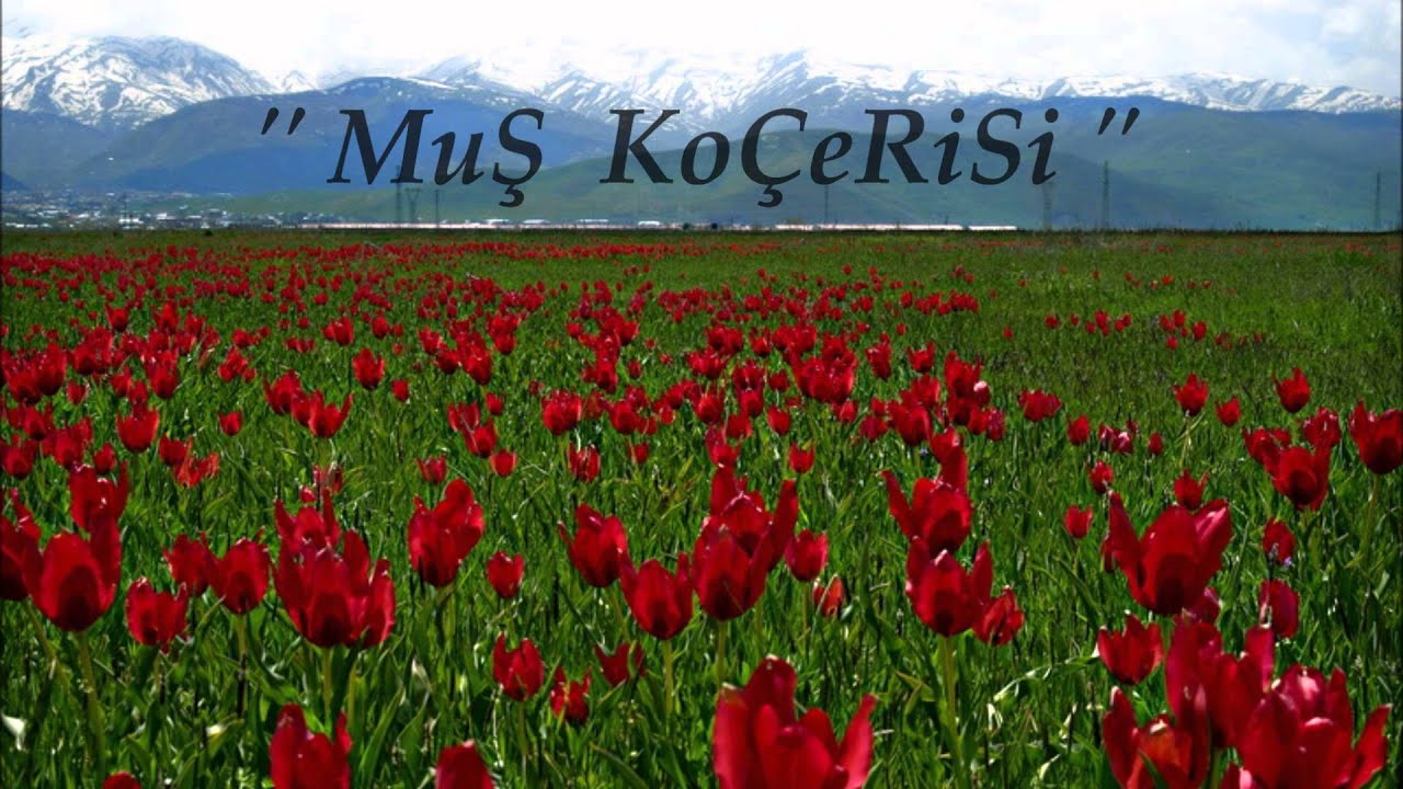 Muş Koçerisi