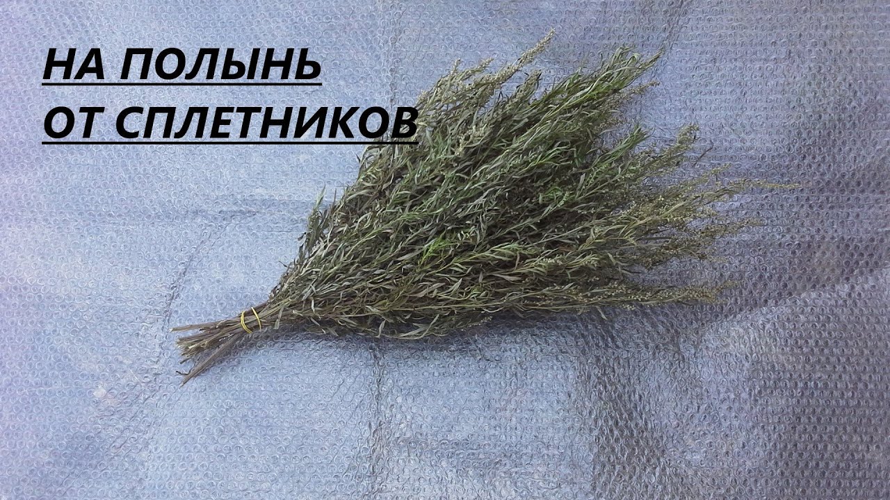От сплетен на работе. Заговор на полынь #сплетни#работа#заговор#полынь